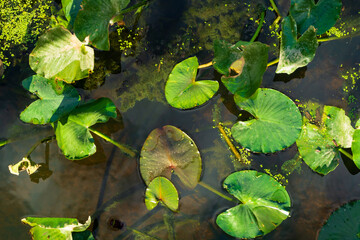 water lilies in the pond