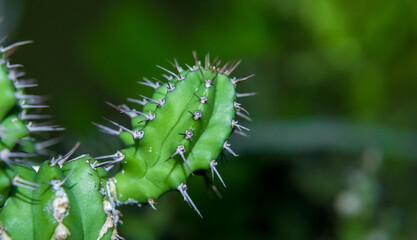 Fototapeta premium close up of a cactus