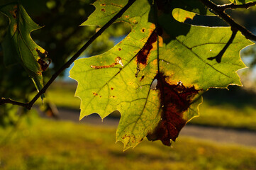autumn maple leaves