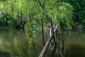 Fototapeta na wymiar Old ruined wooden bridge over the river in the forest in cloudy weather. Wooden bridge washed away