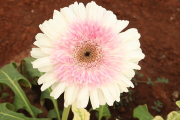 white jalbera flowers