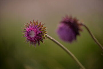 Cynara scolymus in the field. artichoke on sunny day