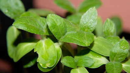 close up of basil leaves