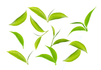 Green tea leaf collection isolated on white background