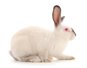 White rabbit isolated.