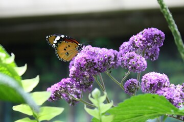 butterfly on flower