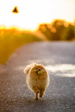 A little spitz dog named Scooby carries a ball.