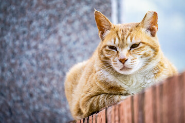Fototapeta na wymiar Cuty chubby orange domestic cat lies on the brick wall