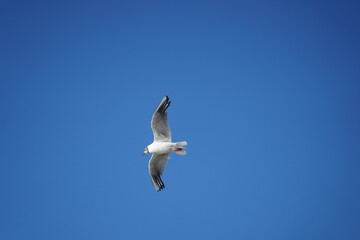 Seagull in fly