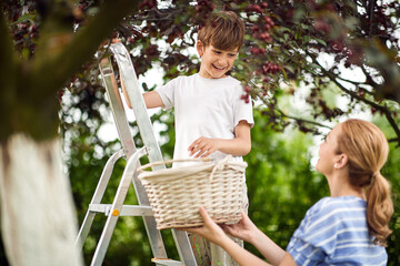 Kid picking berries.Mother and son together pick cherry.