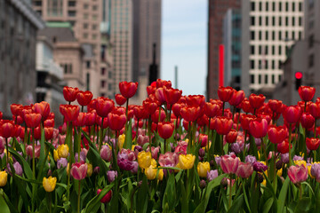 Obraz premium Tulips Chicago Spring