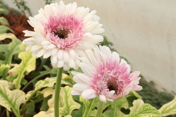 pink chrysanthemum flowers