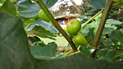무화과나무에 열린 무화과 열매