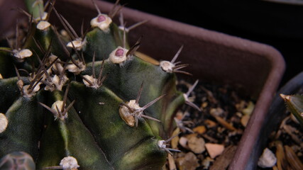 cactus in the garden