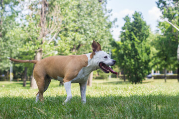 Happy pet dog on grass, enjoying in the public park, outdoors