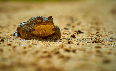 Toad on a sandy road