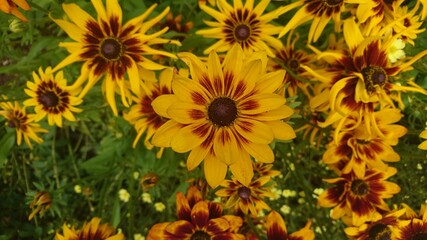 Fototapeta na wymiar black-eyed Susans flowers in the summer