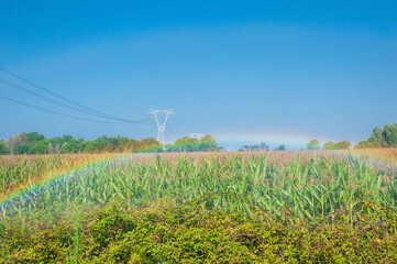 A Rainbow in a field of cob, irrigated by a strong jet of water, sunny day and summer heat