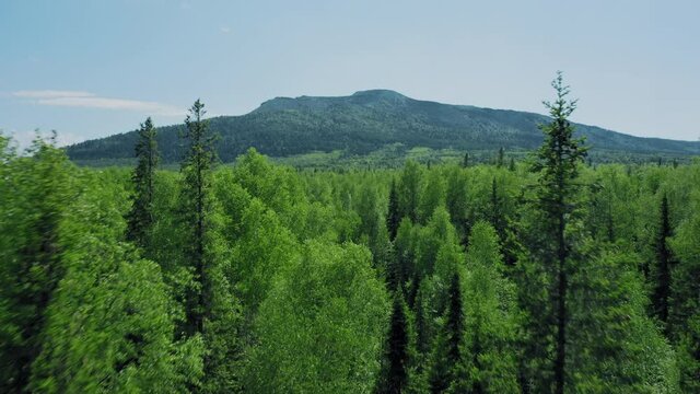 Aerial view of mountain ranges, drone flies over green trees crowns, deep mixed forest in cloudless day. High quality 4k footage