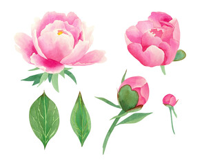 Fototapeta premium Flower set. Watercolor peonies for wedding invitation design, fabric, decor