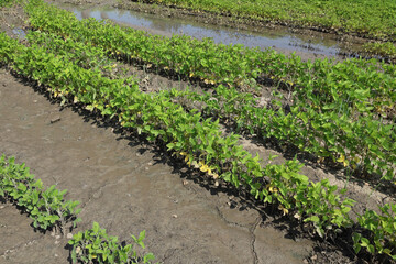 Fototapeta na wymiar Young green damaged soybean plants in mud, field damaged in flood, agriculture in spring