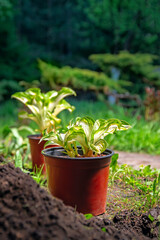 Potted plants in the Park. Young Hosta seedlings prepared for transplanting in the garden. Gardening