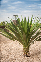 Landscape with palm tree and fence on the background