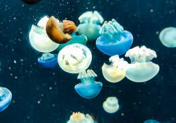 jellyfish in the water