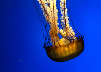 jelly fish in the sea