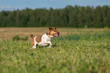 Jack Russell Terrier runs fast across the field with his tongue sticking out. Close-up photographed.