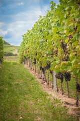 Fototapeta na wymiar Vineyard summer landscape in Germany. Farm winery and wine growing. Black grapes on plants.