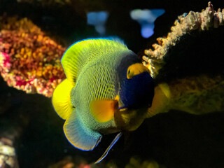tropical fish in aquarium