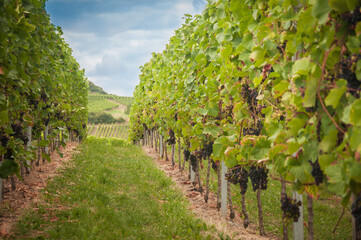 Fototapeta na wymiar Vineyard summer landscape. Farm winery and wine growing. Green grapes on plants.