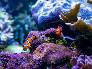 clown fish on coral reef