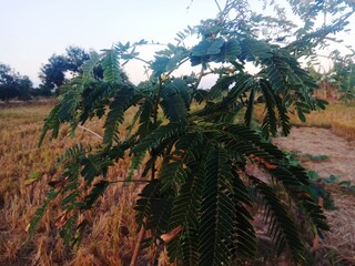 Fresh green cassava leaves, one of the plants that leaves and potatoes can be eaten