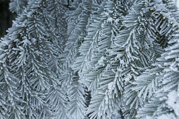 Hoarfrost in spruce tree branches at winter