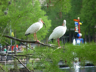 Storks share a branch