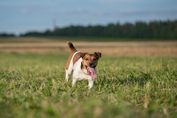 Jack Russell Terrier runs fast across the field with his tongue sticking out. Close-up photographed.