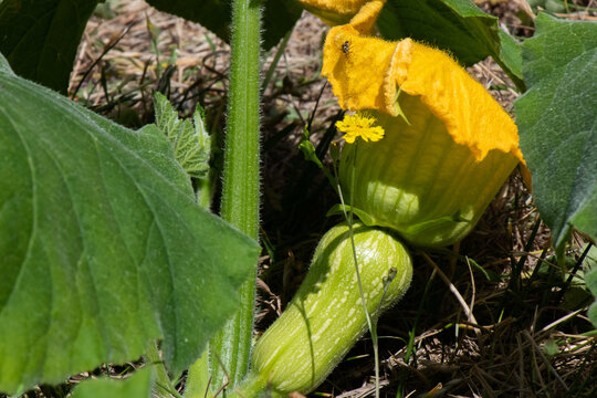 butternut
