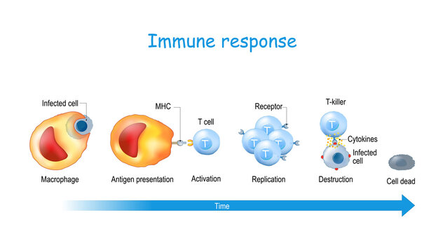 immune response and Antigen presentation