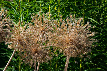 fleurs d'oignon séchées