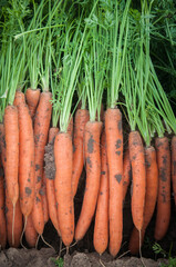 Smooth and attractive carrot roots with foliage dug into the field. Vegetable harvesting.
