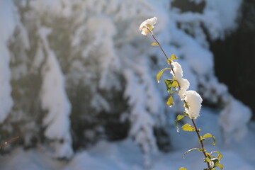 Arbuste sous la neige