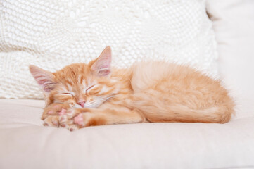 Sleeping kitten on a white pillow. Front view