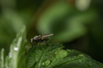 Cabbage root fly Delia radicum sitting on a leaf