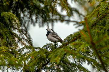 Wagtail sits on a christmas tree framed by spruce branches