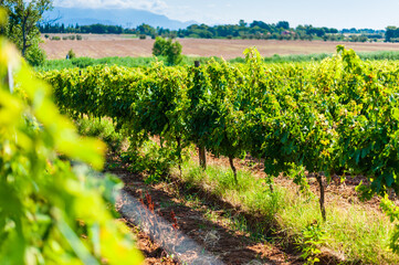 Fototapeta na wymiar Sunny day in the middle of a vineyard, red land to cultivate