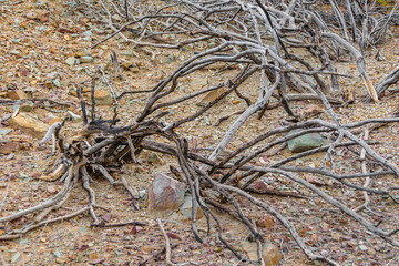 Dry Roots, El Leoncito National Park, San Juan, Argentina