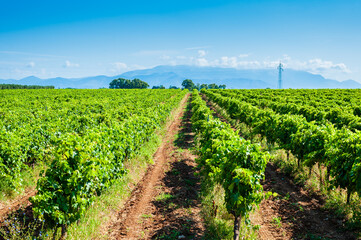 Fototapeta na wymiar Sunny day in the middle of a vineyard, red land to cultivate