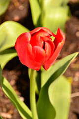 Close-up of a fresh, red tulip blooms in the spring with green leafs in the background in Lewes, Delaware